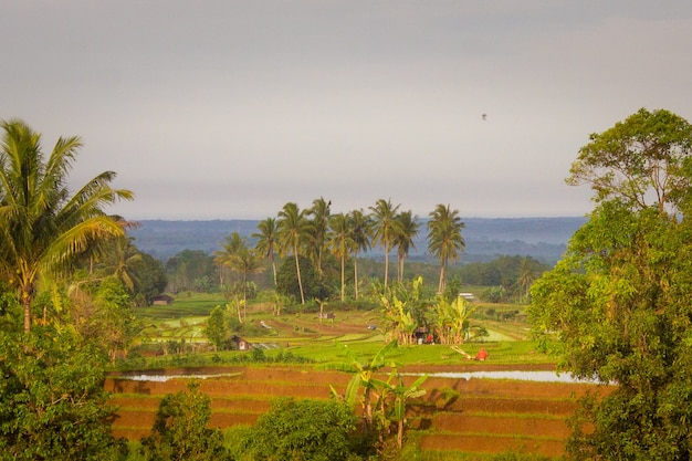 Morgenansicht in einem Dorf mit grünen Reisfeldern in Indonesien