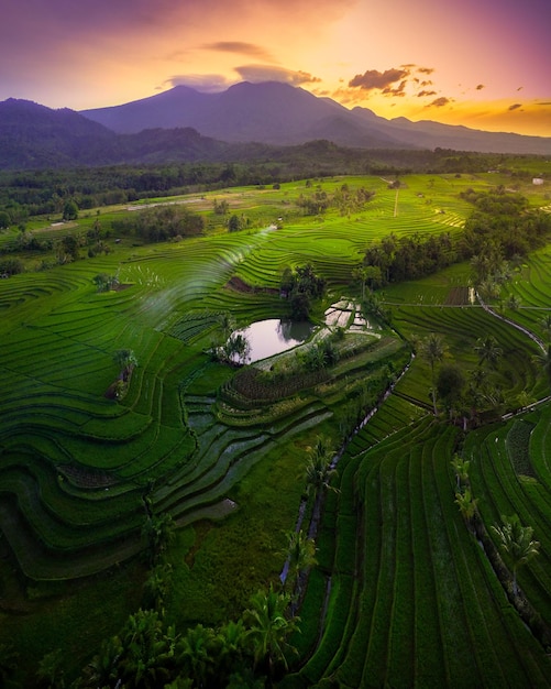 Morgenansicht in indonesien mit grünem reisberg bei sonnenaufgang, der hell scheint