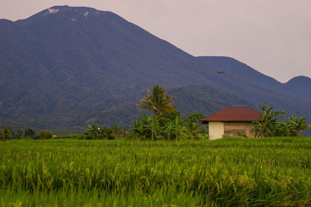 Morgenansicht mit grünen Reisfeldern und blauen Bergen am frühen Morgen im Dorf Indonesien