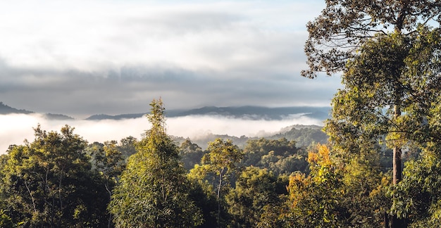 Morgenbaum und Sonnenlicht im Wald