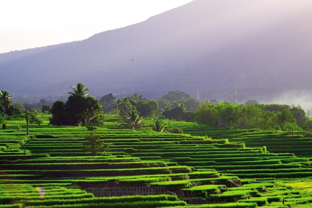 Morgenblick auf grüne Reisterrassen an einem sonnigen Tag und schöne Berge in Asien