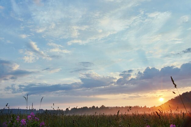 Morgendämmerung auf dem Feld. Sanftes Sonnenlicht. Im Sommer blühen Wildblumen, das Feld ist mit Gras bewachsen. Ländliches Gebiet