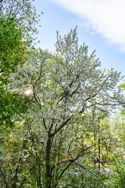 Morgendämmerung im frühlingsblühenden Garten