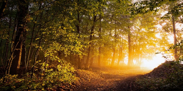 Morgendämmerung im Herbstwald Der Schotterweg geht dem Sonnenuntergang entgegen