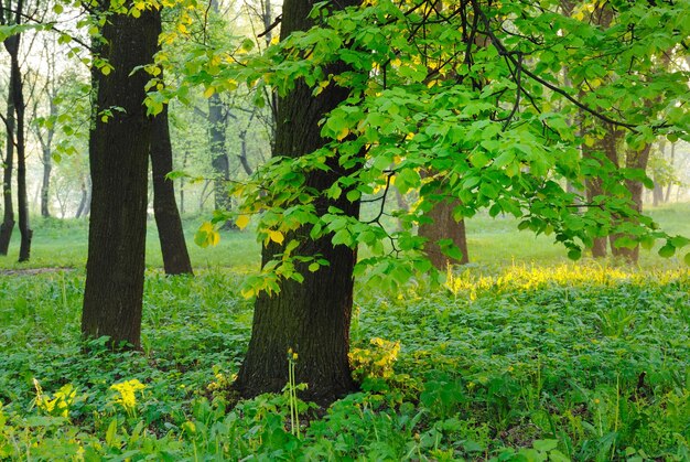 Foto morgendämmerung im park