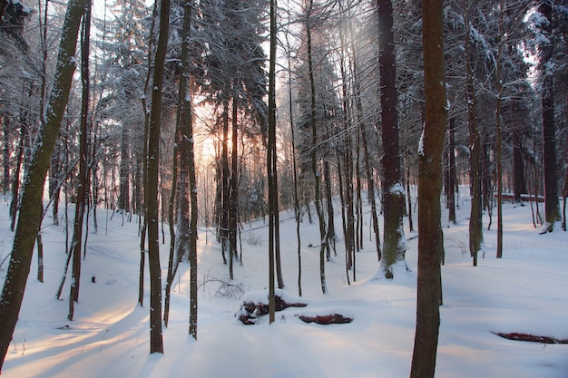 Morgendämmerung in einem schneebedeckten Winterwald von Laubbäumen