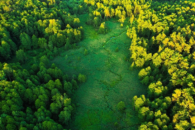 Morgendämmerung über der Wiese Eine wunderbare Sommerlandschaft Drohnenansicht Morgennebel