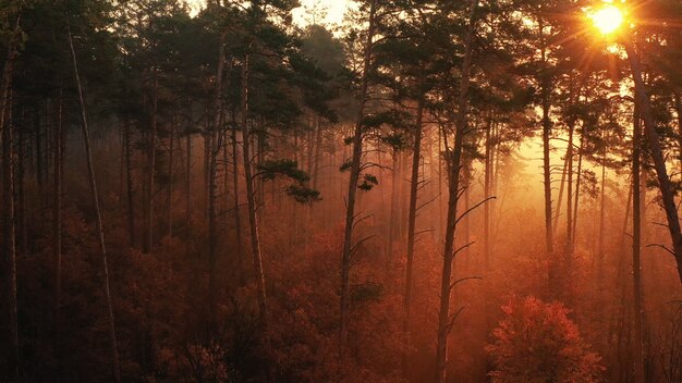 Morgendämmerung über einem wunderschönen Wald mit hohen Bäumen