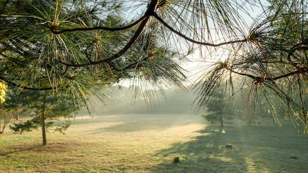 Morgendunst im Park Blick durch die Zweige der Kiefer