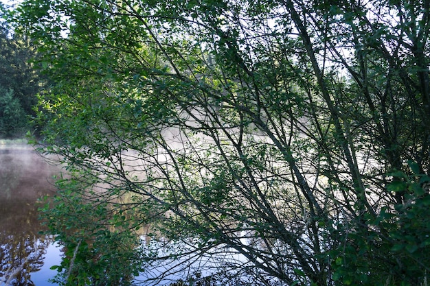 Morgendunst über der Oberfläche des Pohorsky-Teiches, bekannt als Jiricka-Stausee in der Nähe von Pohorska Ves Novohradske-Gebirge Cesky Krumlov Bezirk Südböhmische Region Tschechische Republik sonniger Sommertag