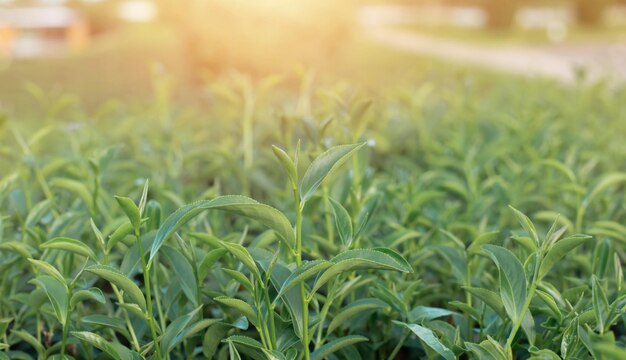 Morgengrüne Teeblätter, die unter Sonnenlicht im Teegarten aufgenommen wurden, verschwommenen Hintergrund