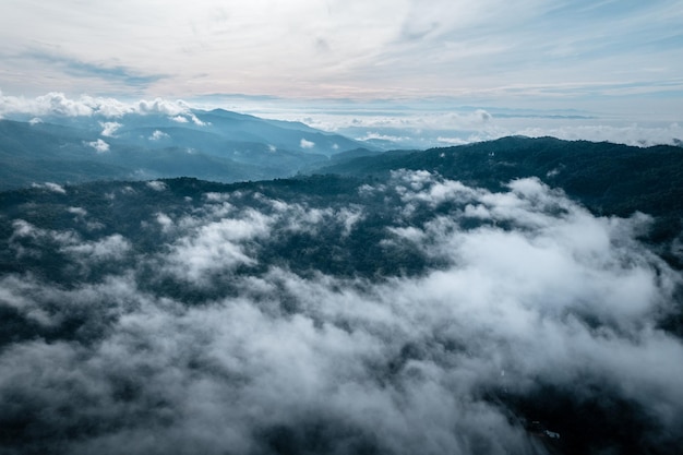 Morgengrüner Wald und Nebel