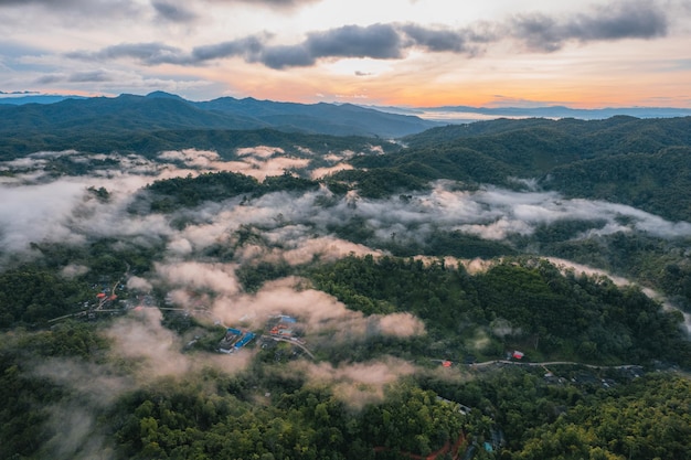 Morgengrüner Wald und Nebel