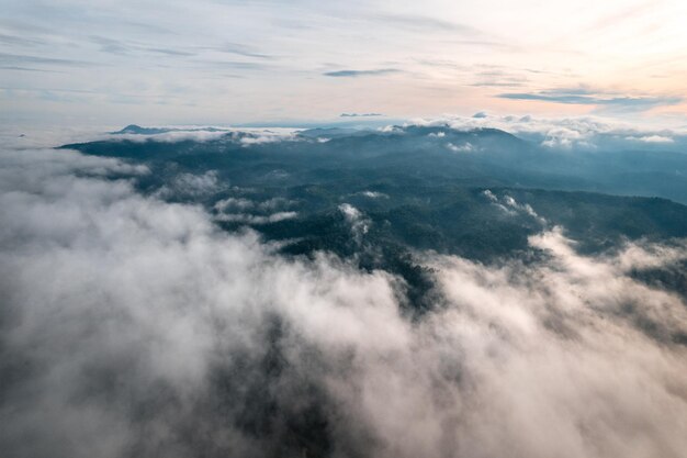 Morgengrüner Wald und Nebel