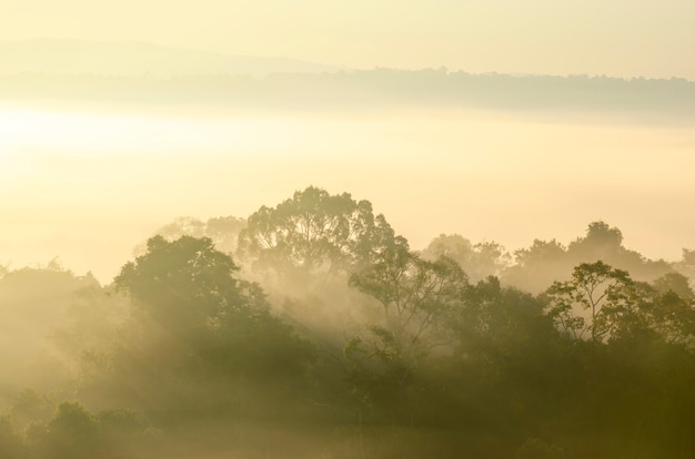 Morgenhimmel und -berge im Nationalparkwald mit unscharfem Musterhintergrund