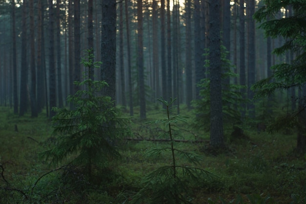 Morgenkiefernwald mit Nebel in der Abenddämmerung.