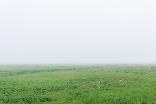 Morgenlandschaft Eine weite Wiese mit üppigem Gras wird von Nebel verdeckt