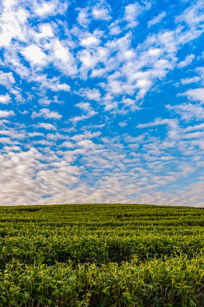 Morgenlicht in Choui Fong Green Tea Plantation eine der schönen landwirtschaftlichen Tourismusstellen in Mae Chan District