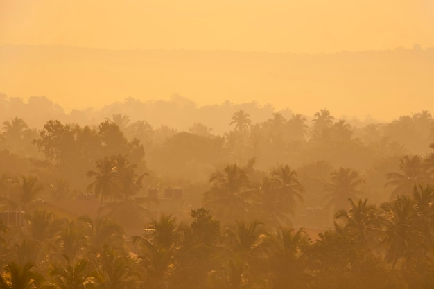 Morgenregendschungel im Nebel