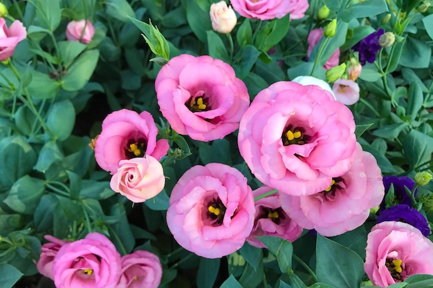 Morgens blühen Blumen im Garten