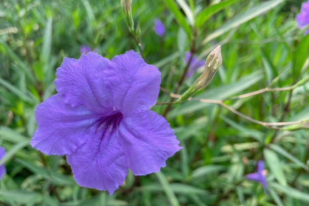 Morgens blühen Blumen im Garten