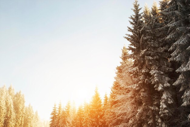 Morgens schöne Tannen in den Bergen