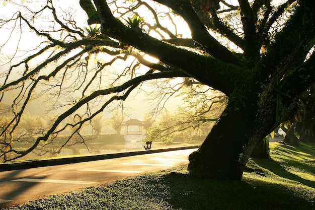 Morgens Taiping Lake Garden