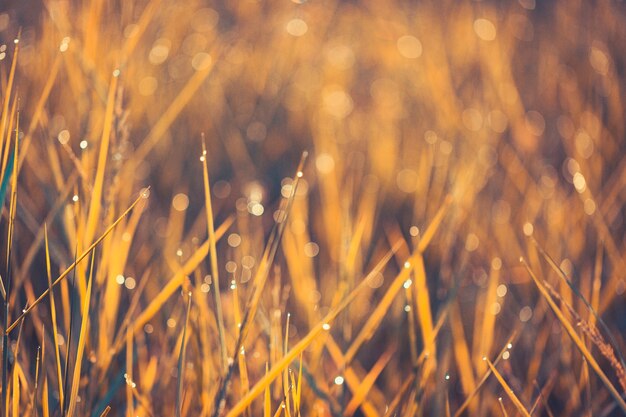 Morgens Tau auf dem Gras. Herbsttonfilter