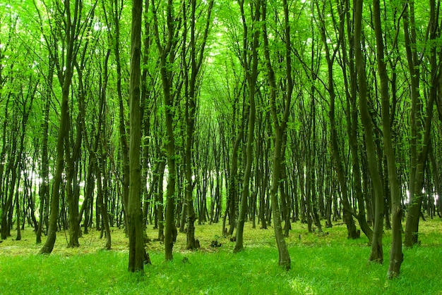 Morgensonne im grünen Wald