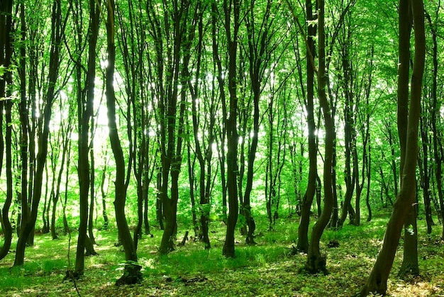 Morgensonne im grünen Wald