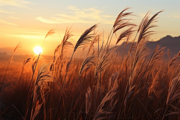 Morgensonne über schwankendem Gras wunderschönes Bild des Sonnenaufgangs