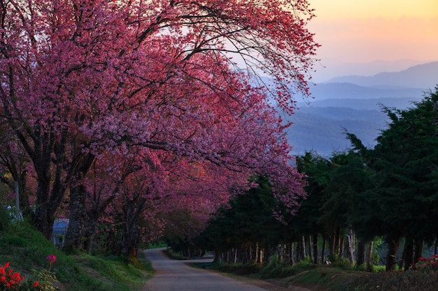 Foto morgensonnenaufgang kirschblütenweg in khun wang chiangmai thailand