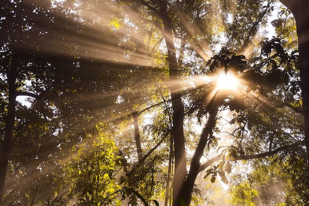 Foto morgensonnenuntergang nebelhaft im wald