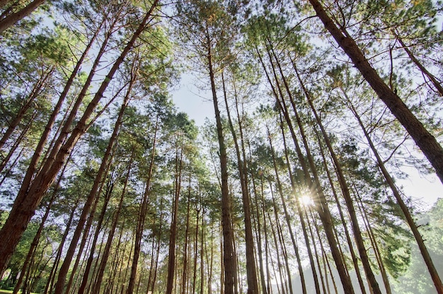 Morgenszene im Wald mit langem Schatten