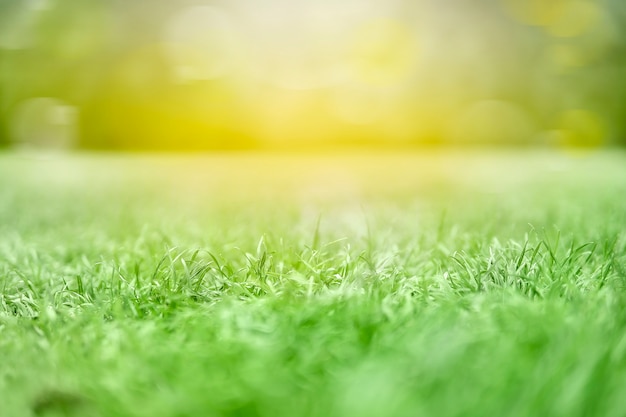 Morgentau auf behandelter Beschaffenheit des grünen Grases von einem Feld