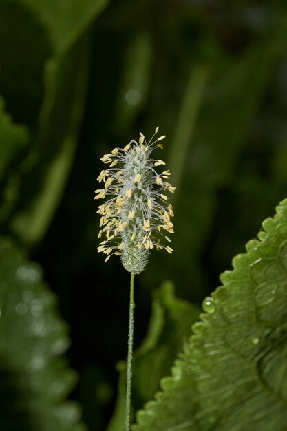 Morgentau auf dem Blütenstand Distel Distel Gattung Asteraceae Pflanzenfamilie oder Compositae