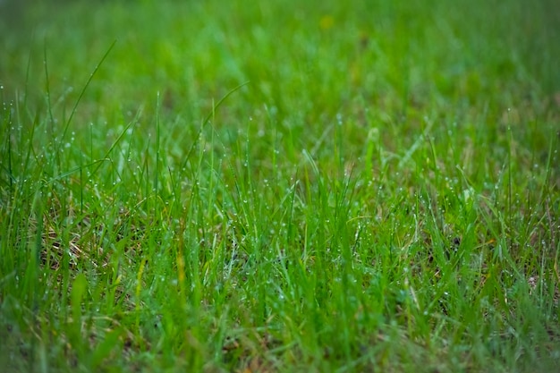 Morgentau auf dem Gras, selektiver Fokus