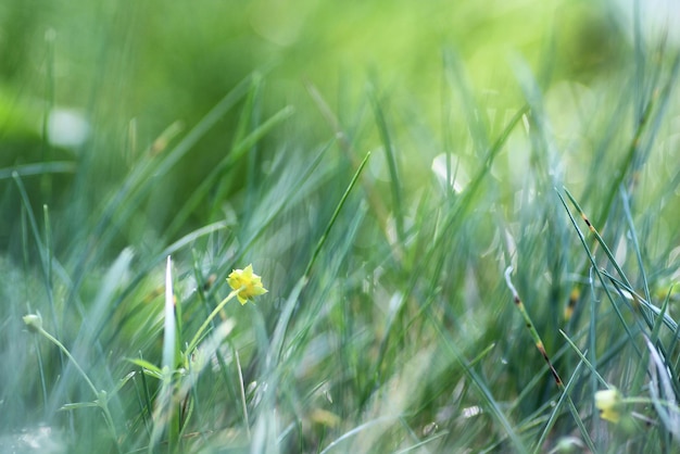 Morgentau auf dem Gras