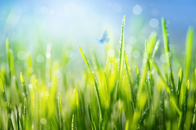 Morgentau auf Gras mit defokussiertem Bokeh-Soft-Fokus