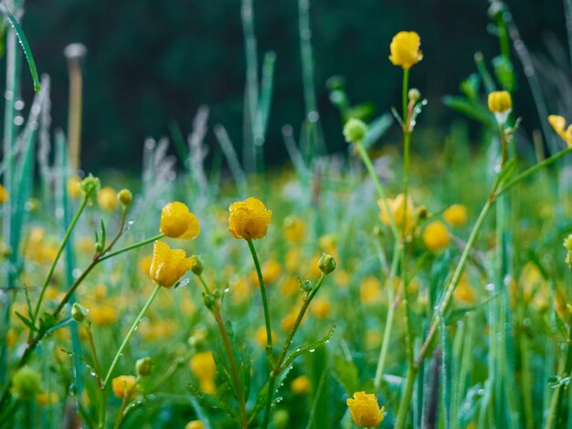 Morgentau auf grünem Gras und bunten Blumen.