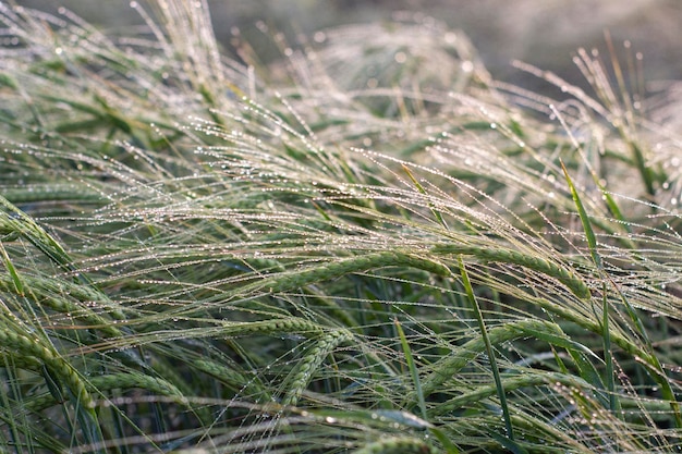 Morgentau auf Ähren, die im Feld gebogen sind