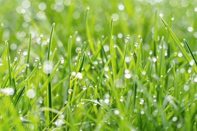 Morgentau Frühling Gras Natur Schönheit frisch