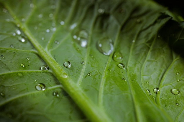 Morgentropfen des Taus auf einem grünen Blatt