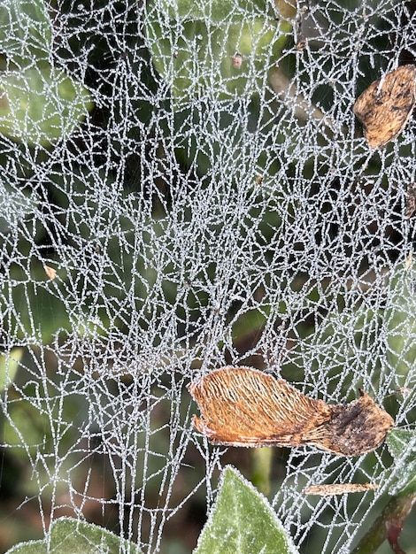 Morgenwinterfrost auf Spinnennetz