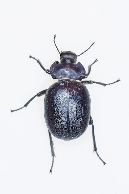 Morica hybrida, é uma espécie de inseto besouro da família Tenebrionidae