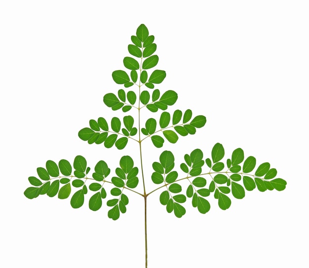 Moringa-Blätter auf weißem Hintergrund