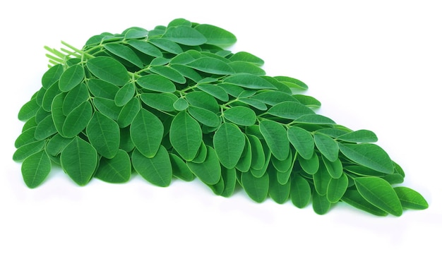 Moringa-Blätter auf weißem Hintergrund