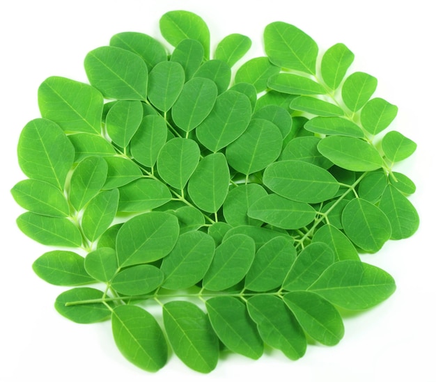 Moringa comestible hojas frescas orgánicas cultivadas