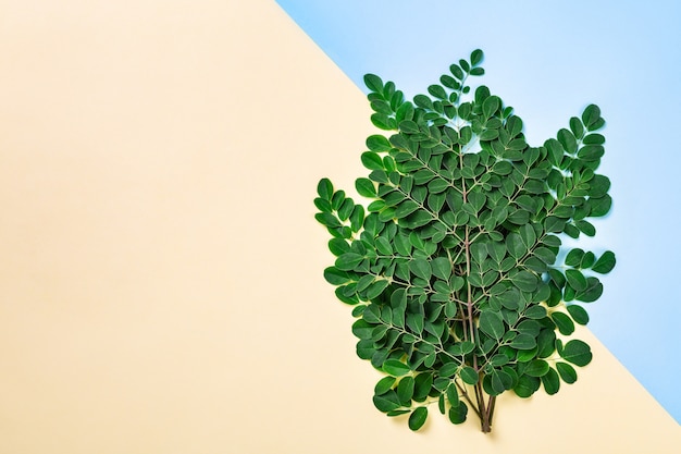 Moringa fresca deja sobre fondo amarillo y azul