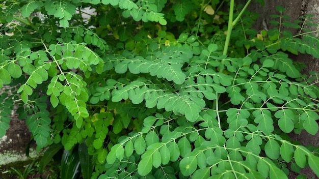 Moringa ou merunggai é um tipo de planta da tribo moringaceae as folhas de moringa podem ser um natural